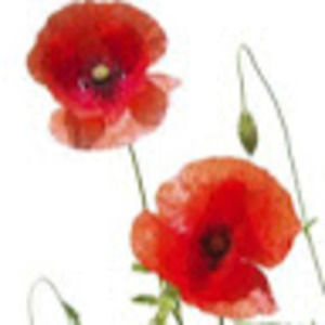 Meet your Posher, Corina